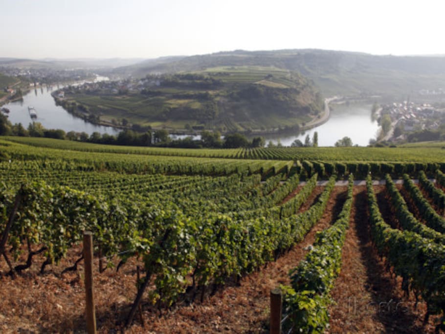 Vineyards and Mosel river near Grevenmacher