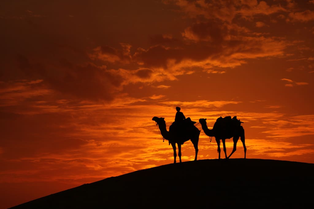Camel safari