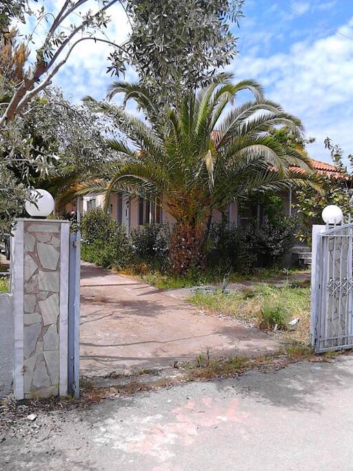 The garden