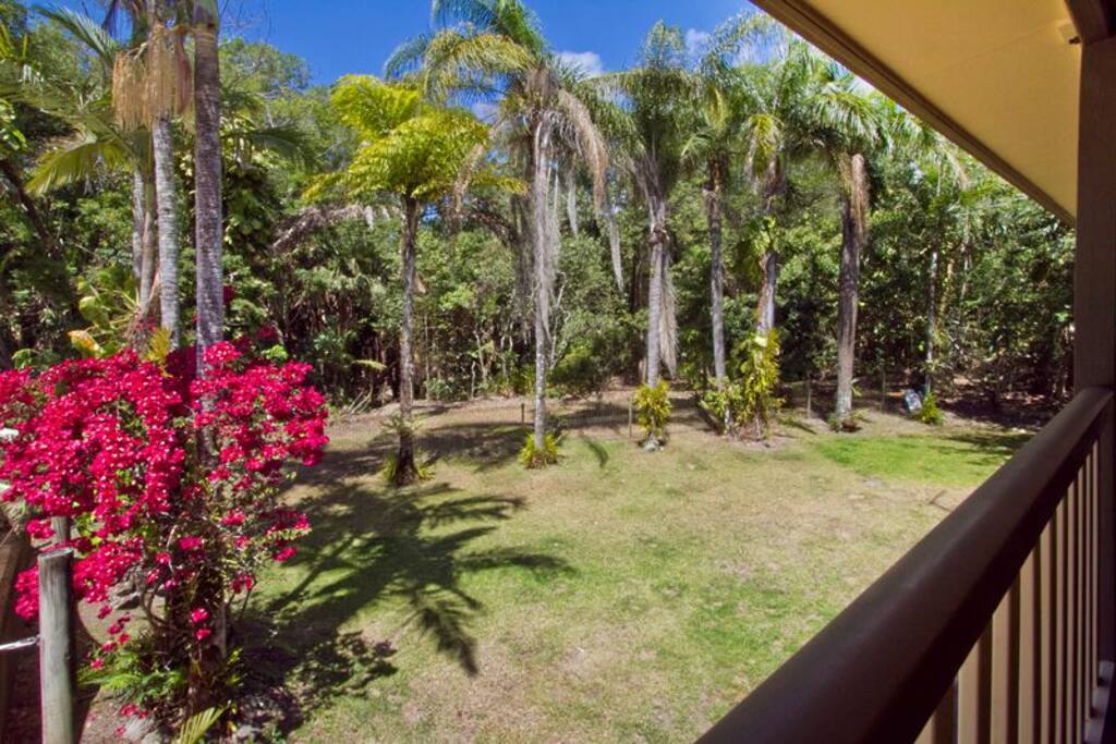 View from back deck to rainforest reserve