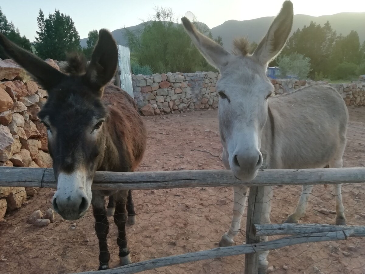Two friendly donkeys are positioned close to a wooden fence, showcasing distinct fur colors. A rocky landscape and greenery are visible in the background, with soft morning light illuminating the scene. The peaceful setting reflects a rural and natural environment.