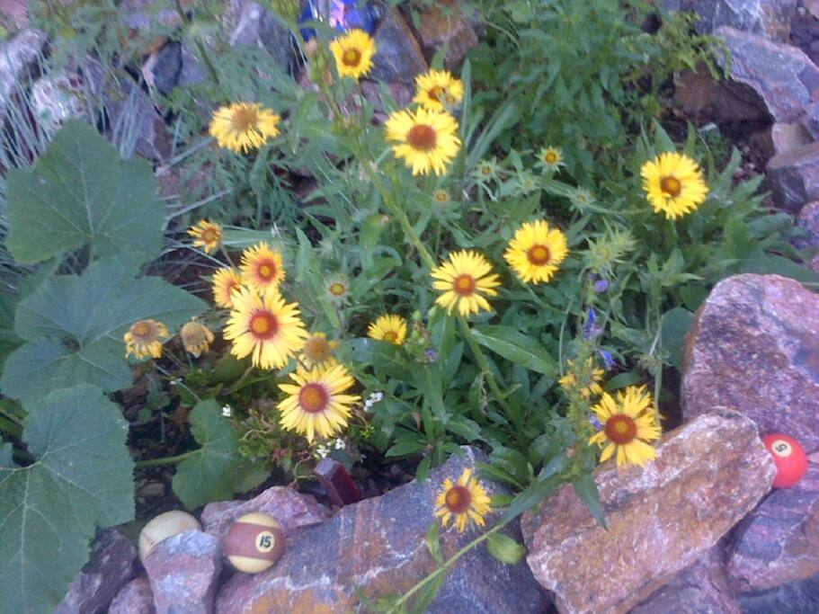 Hurray for Sunflowers!