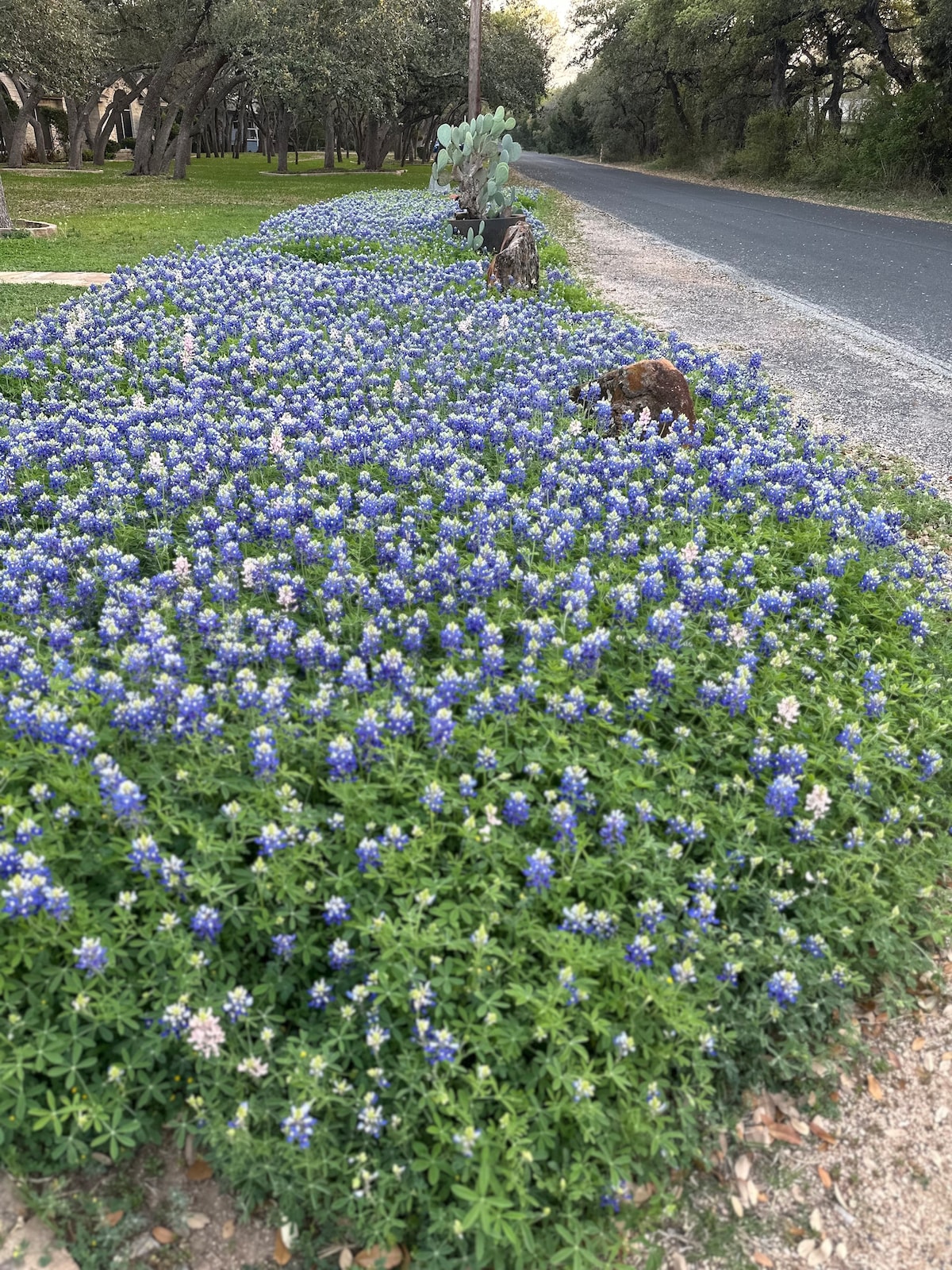 A vibrant carpet of bluebonnet flowers stretches along a rural roadside, alongside patches of green grass. The flowers display varying shades of blue and a hint of white, complementing the surrounding natural landscape and creating a serene environment.