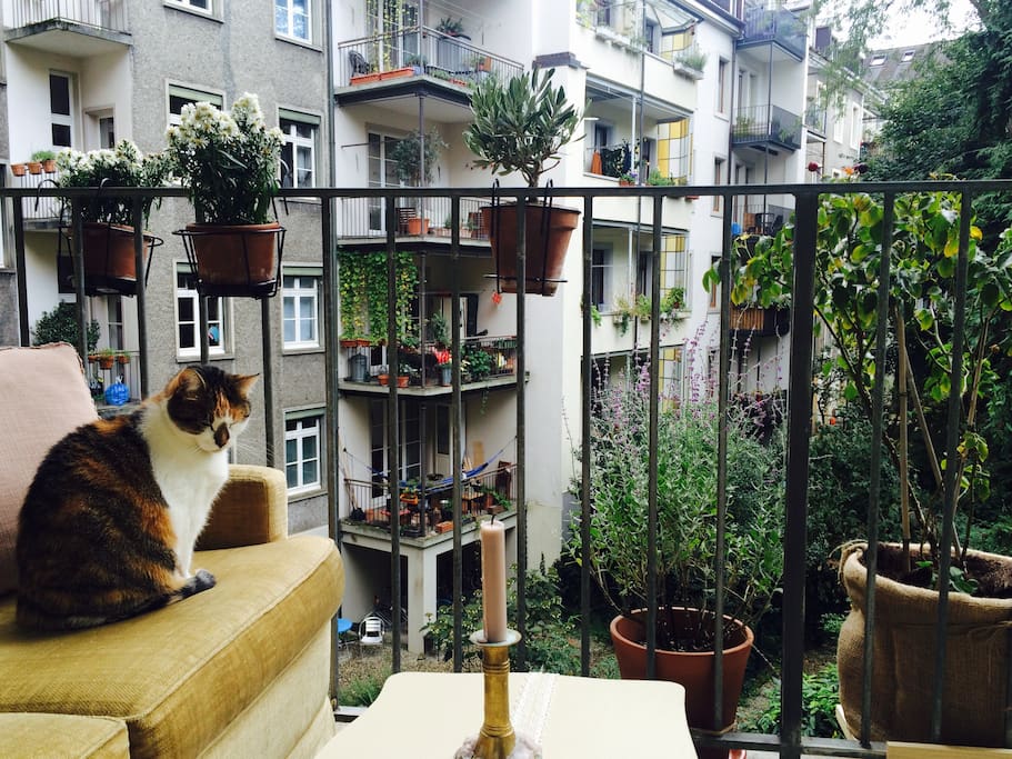 Balcony with cat.
