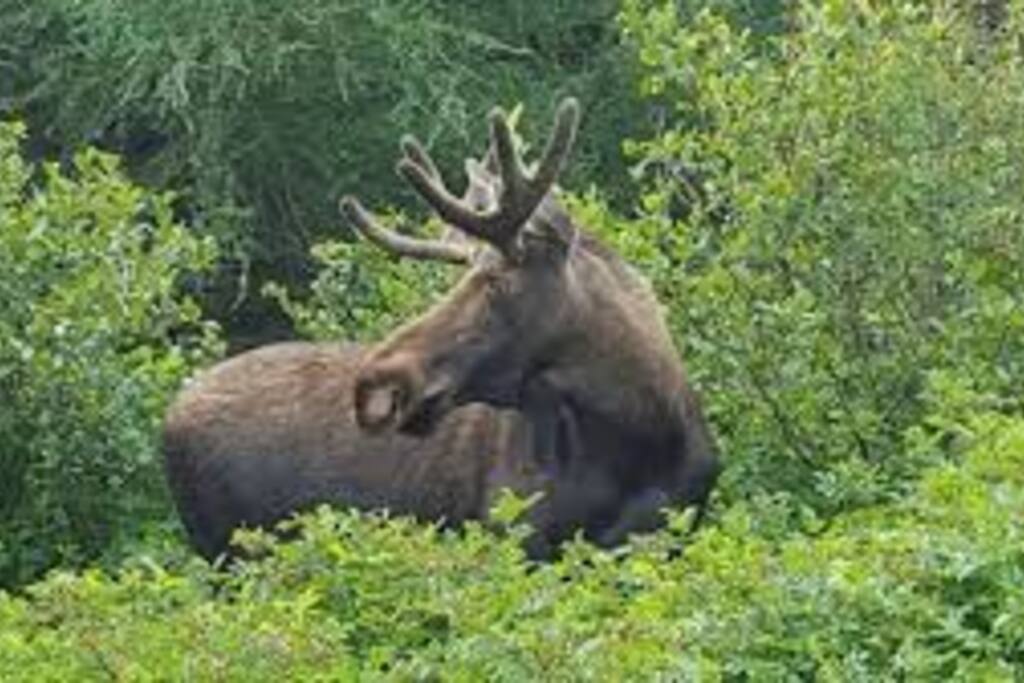 At least one moose visits every year