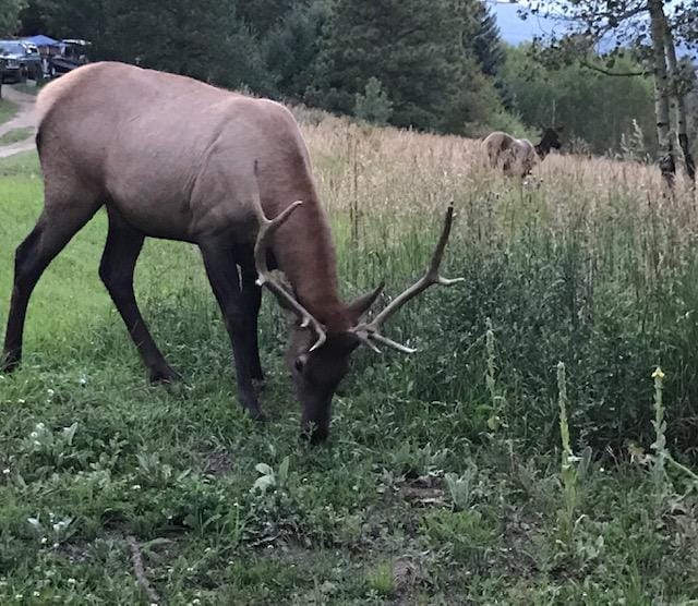 A male elk grazes in a grassy area, surrounded by tall, green grasses and wildflowers. Soft, muted tones of the landscape enhance the natural setting, while a female elk is visible in the background among the trees, adding to the serene wildlife atmosphere.