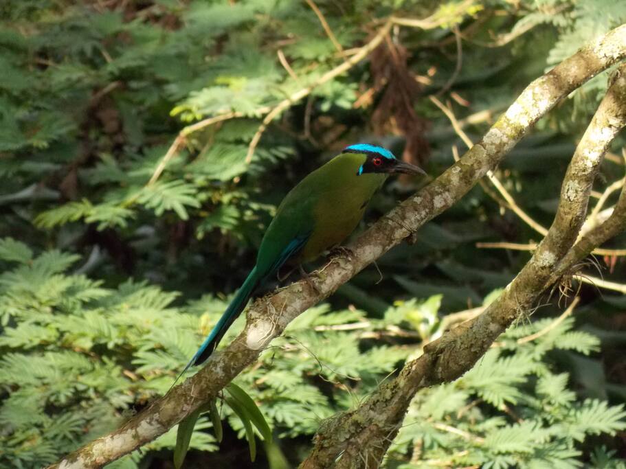blue-crowned motmot (Momotus momota)