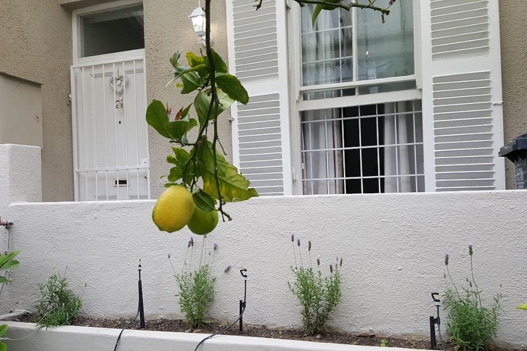 Fresh lemons from our lemon tree
