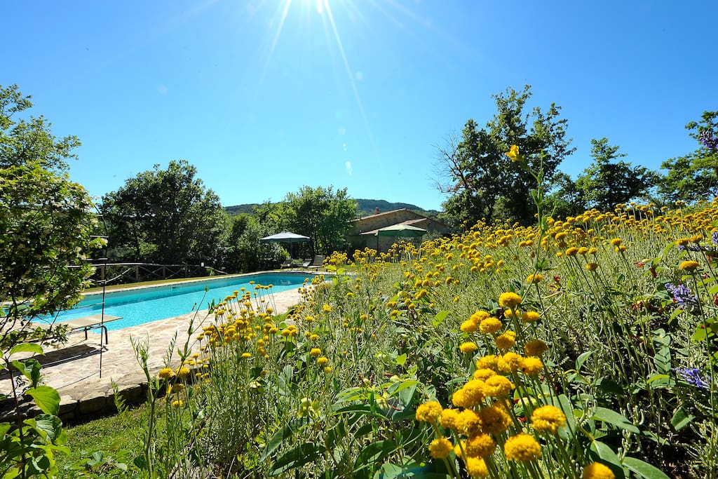garden and pool