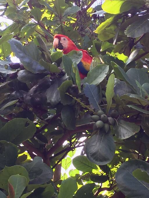 Vista de guacamayas desde la terraza