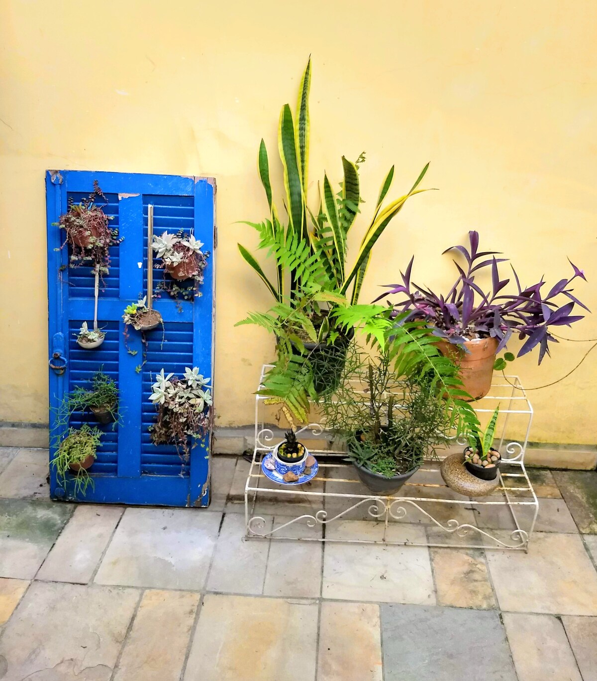 A vibrant blue wooden shutter serves as a backdrop for hanging plants, while a decorative metal stand showcases various potted greenery. The plants include ferns, snake plants, and purple foliage, contributing to a lively, botanical atmosphere against the warm yellow wall.