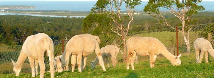 Jandarra Alpaca Farmstay. WOW Views