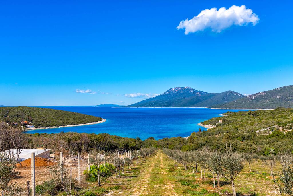 An olive grove from the house.