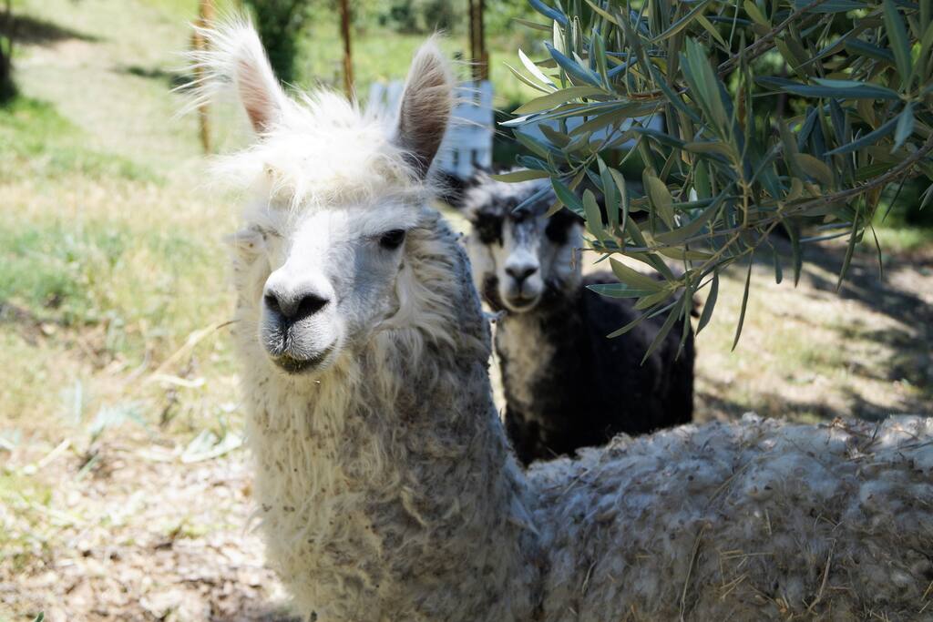 I nostri Alpaca