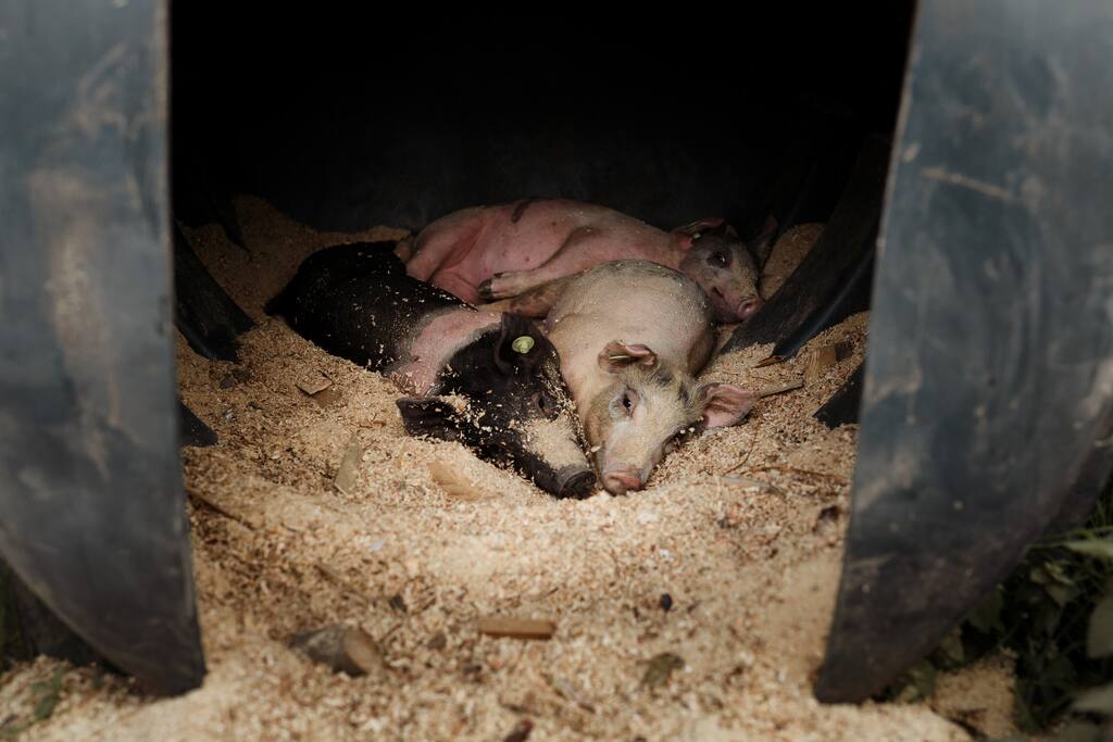 Our pigs