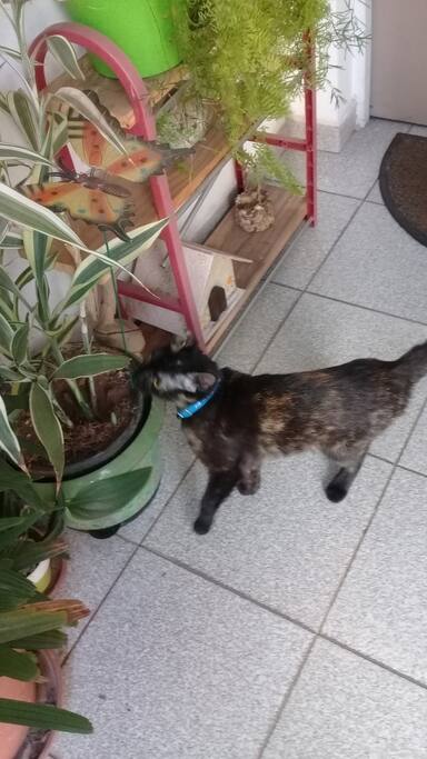 Mascotita de la anfitriona