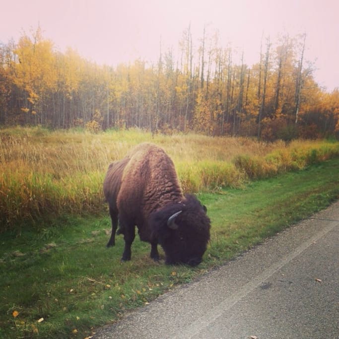 Our home is where the buffalo roam! We live about five min or less from Elk Islands main gate. Our place is a great way to escape from the city and we are only 15 min from Sherwood Park. Life is way better out here!