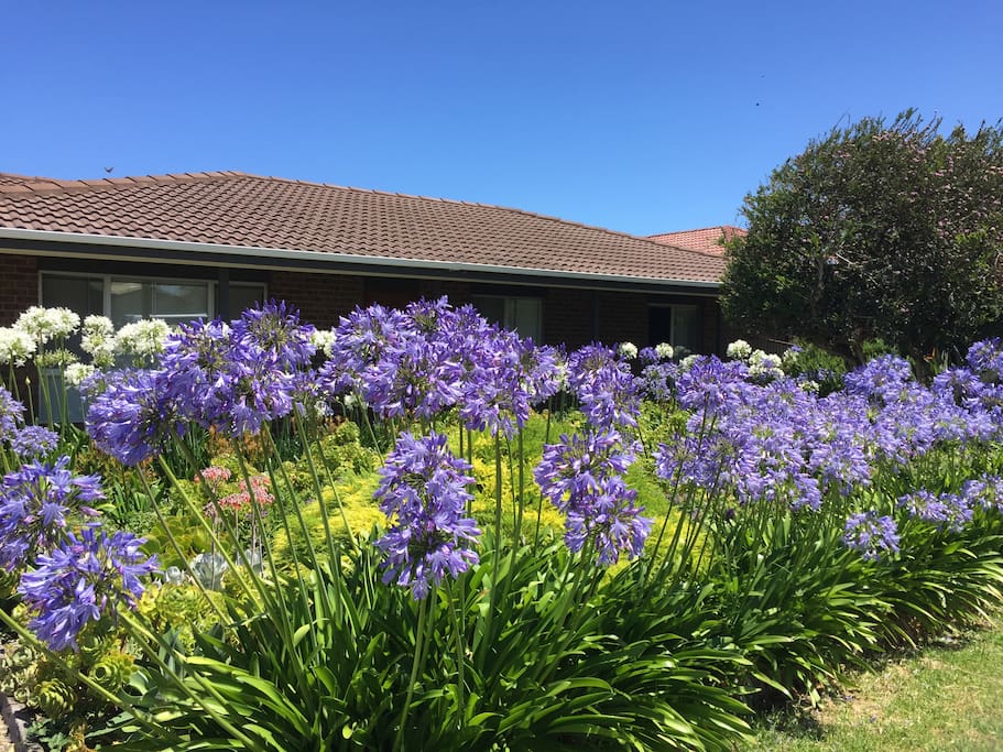 The front garden in full bloom