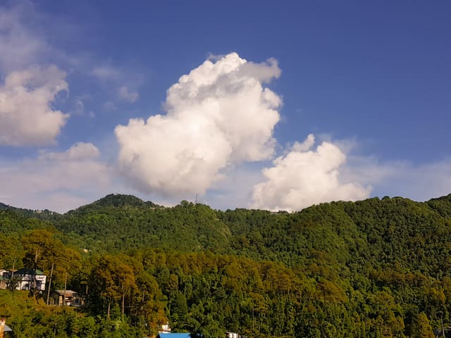 Dalhousie Delight