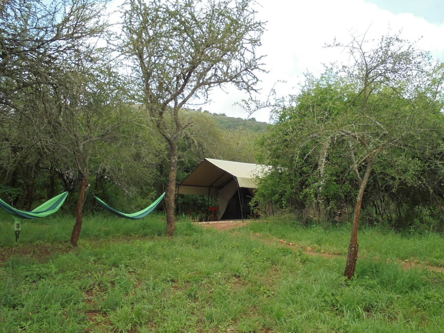 Safari tents