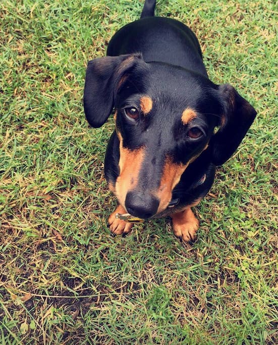 The house dog Layla.