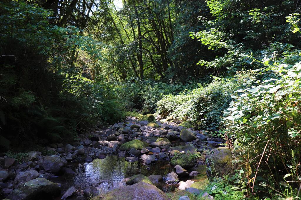 The creek (summer)