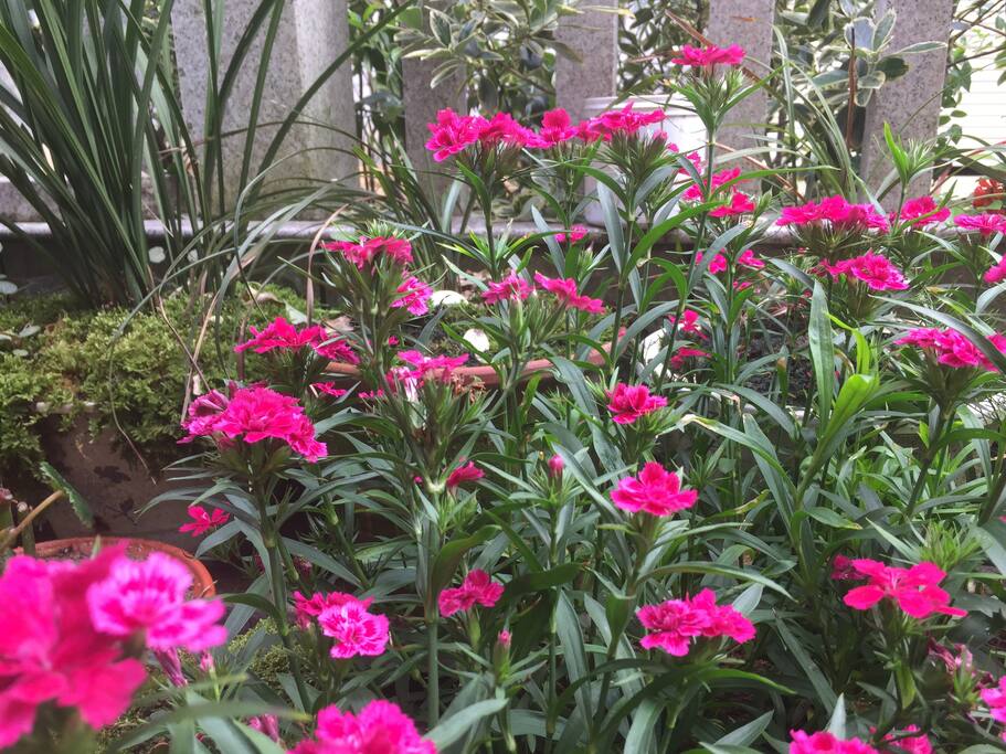院内花开