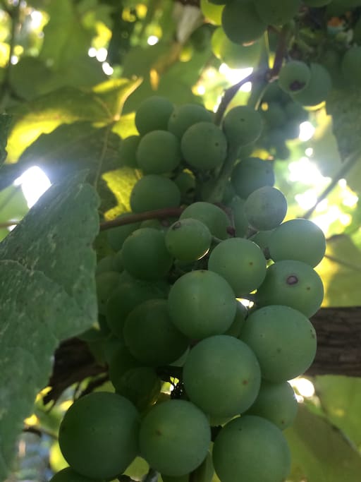 Grapes cultivated at home