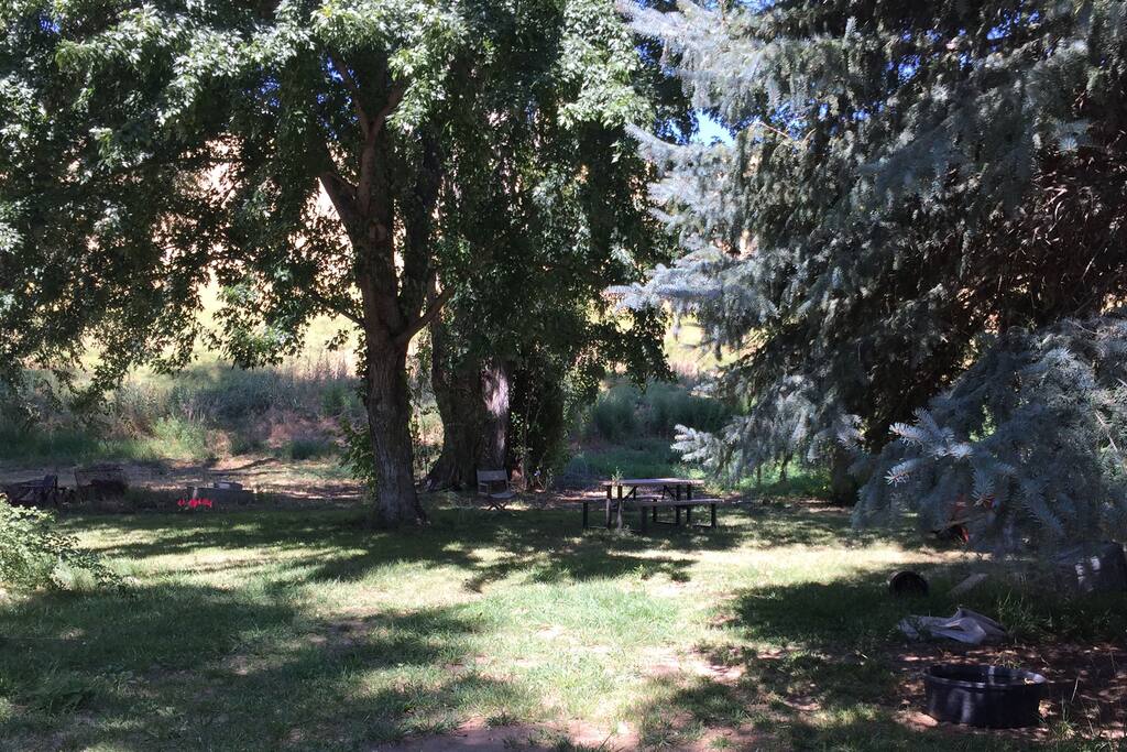 Shady yard