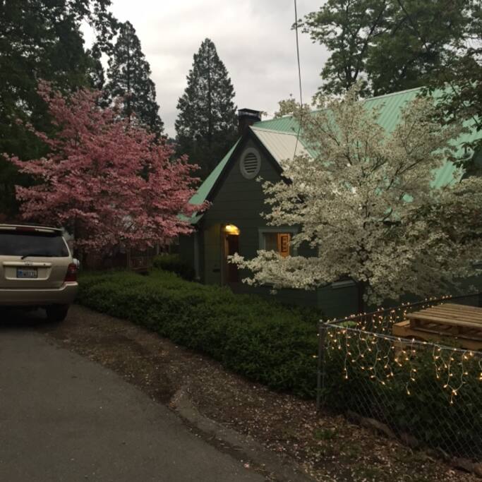 Dogwoods in May