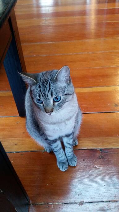 I'm Roland, blue eyed friendly fur ball
