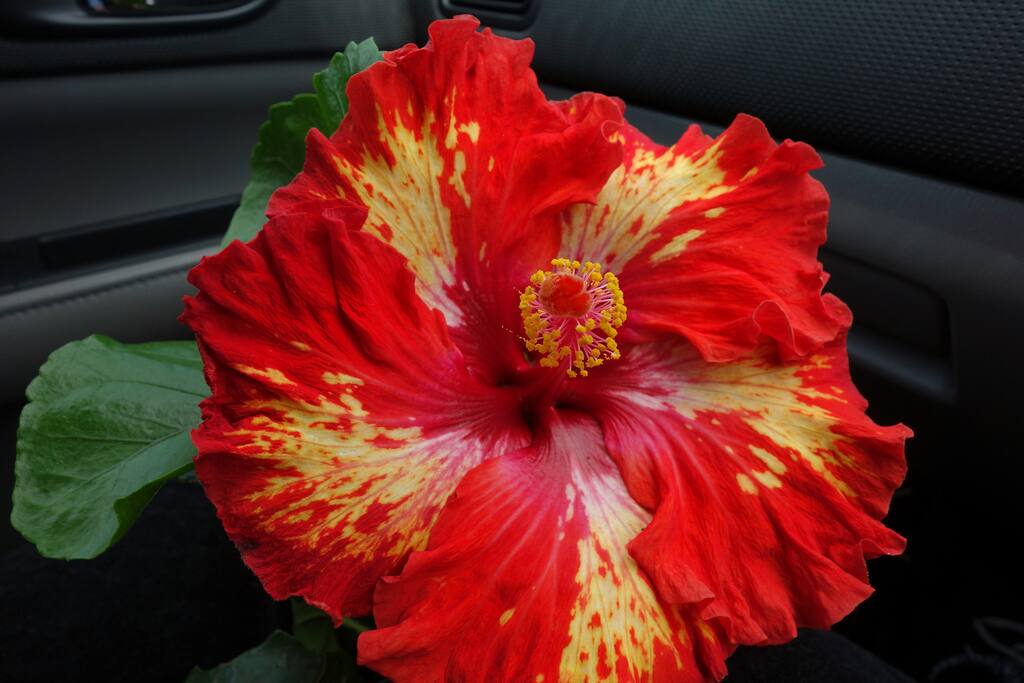 One of the many beautiful hibiscus