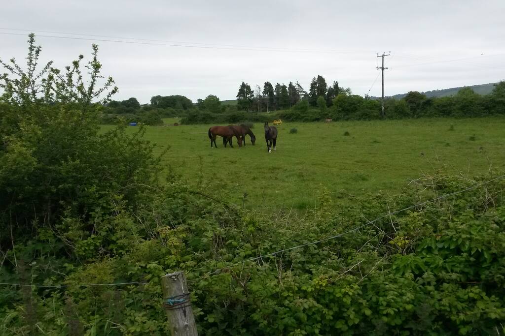 One of the lovely views and some of my horses