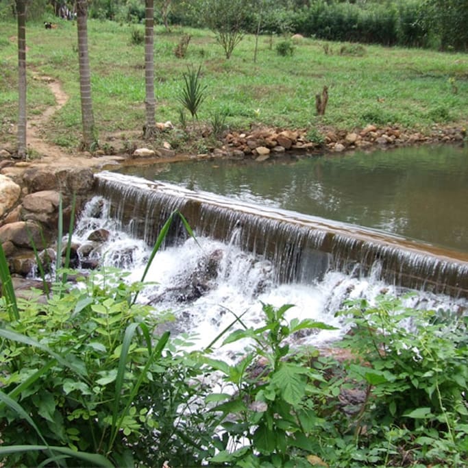 The Stream