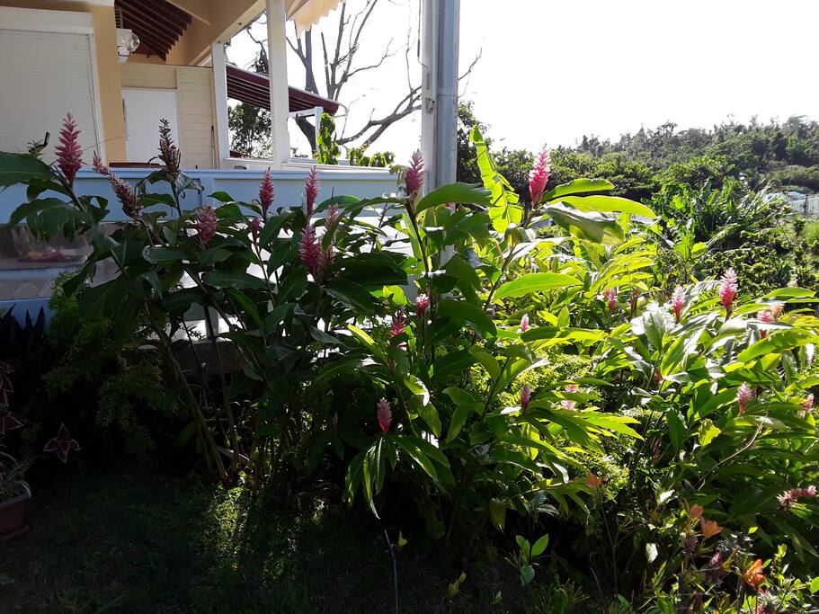 Jardin
