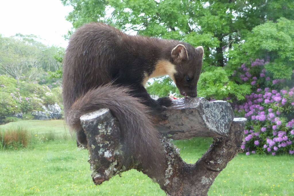 Pine Marten from the lounge