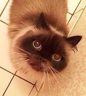 A fluffy cat with a distinctive pointed coat and round face is seen from above. The cat's large, expressive eyes and prominent whiskers add to its charming presence, while the tiled floor underneath provides a contrasting background.