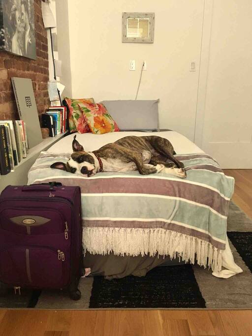 Our lovely dog will love to snuggle you! He is polite and will only get on your bed if you want him to.