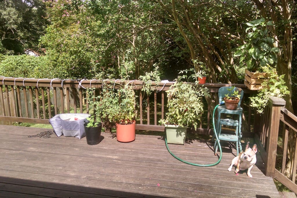 Deck and yard