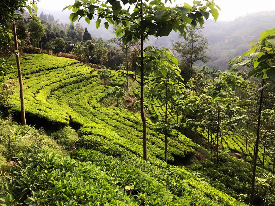 Tea Farm