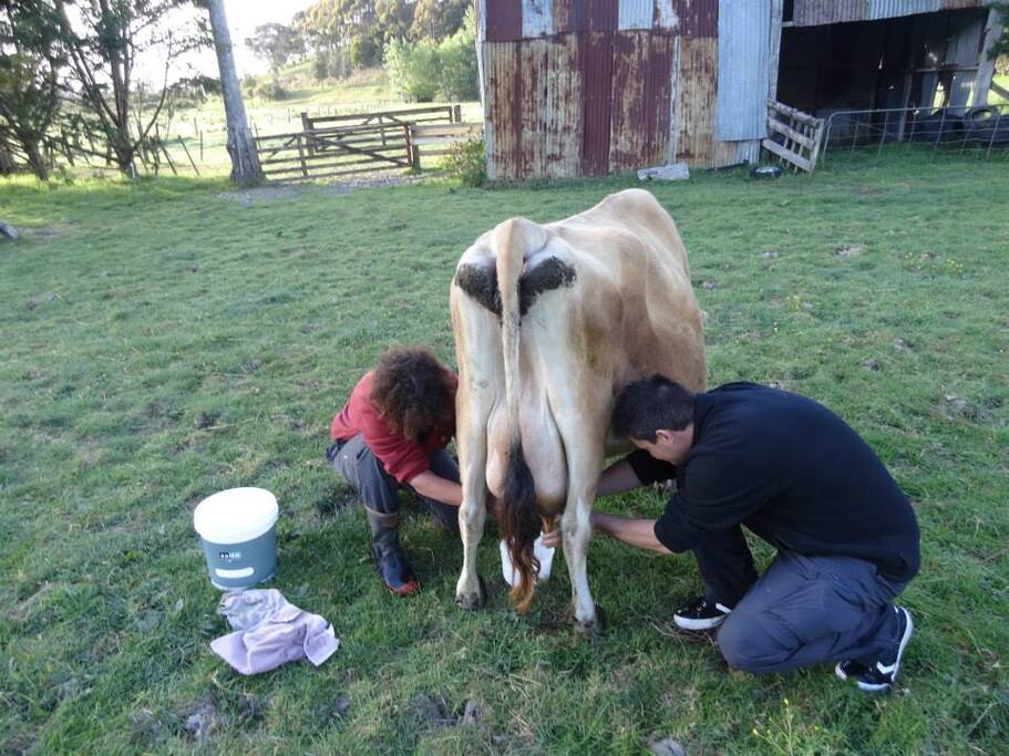 Daily chore, for lovely creamy milk.
