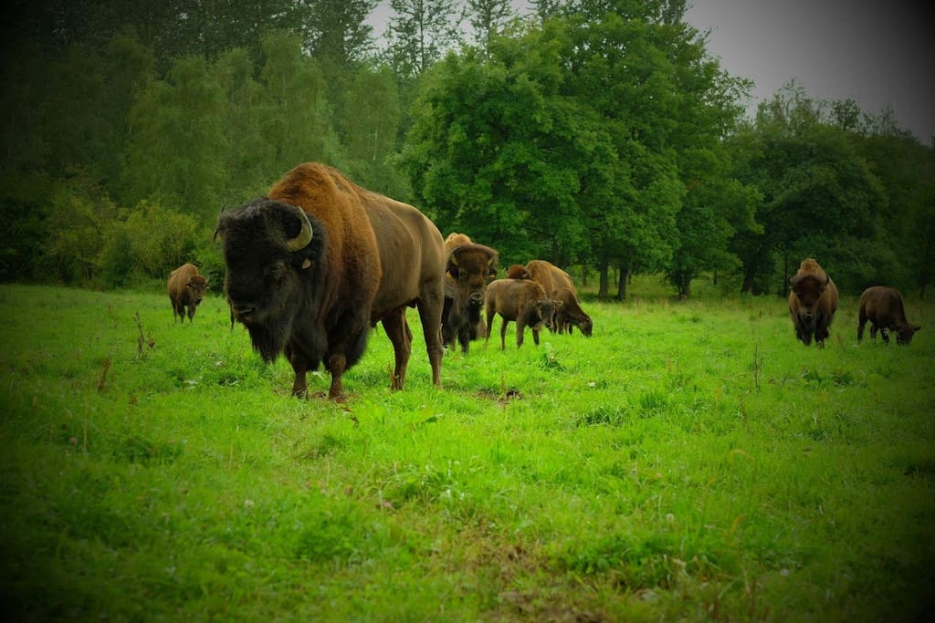 Bisons de l'Edenl Gîtes à la ferme à louer à Marcheen