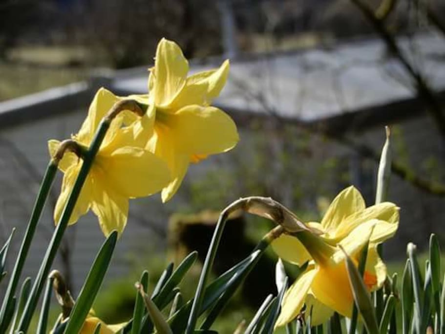 Garden