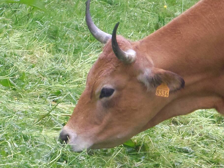 Une de nos bêtes, une vache aubrac