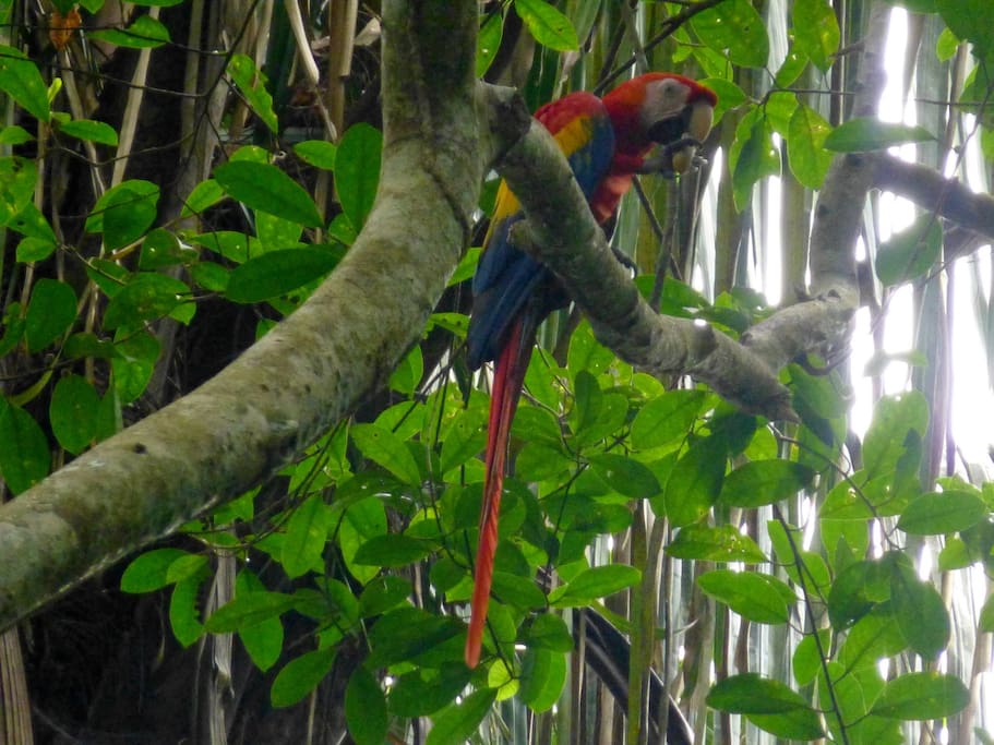 mas de 264 especies diferentes de aves
more than 264 different bird species