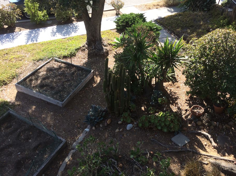 Cactus garden below porch.