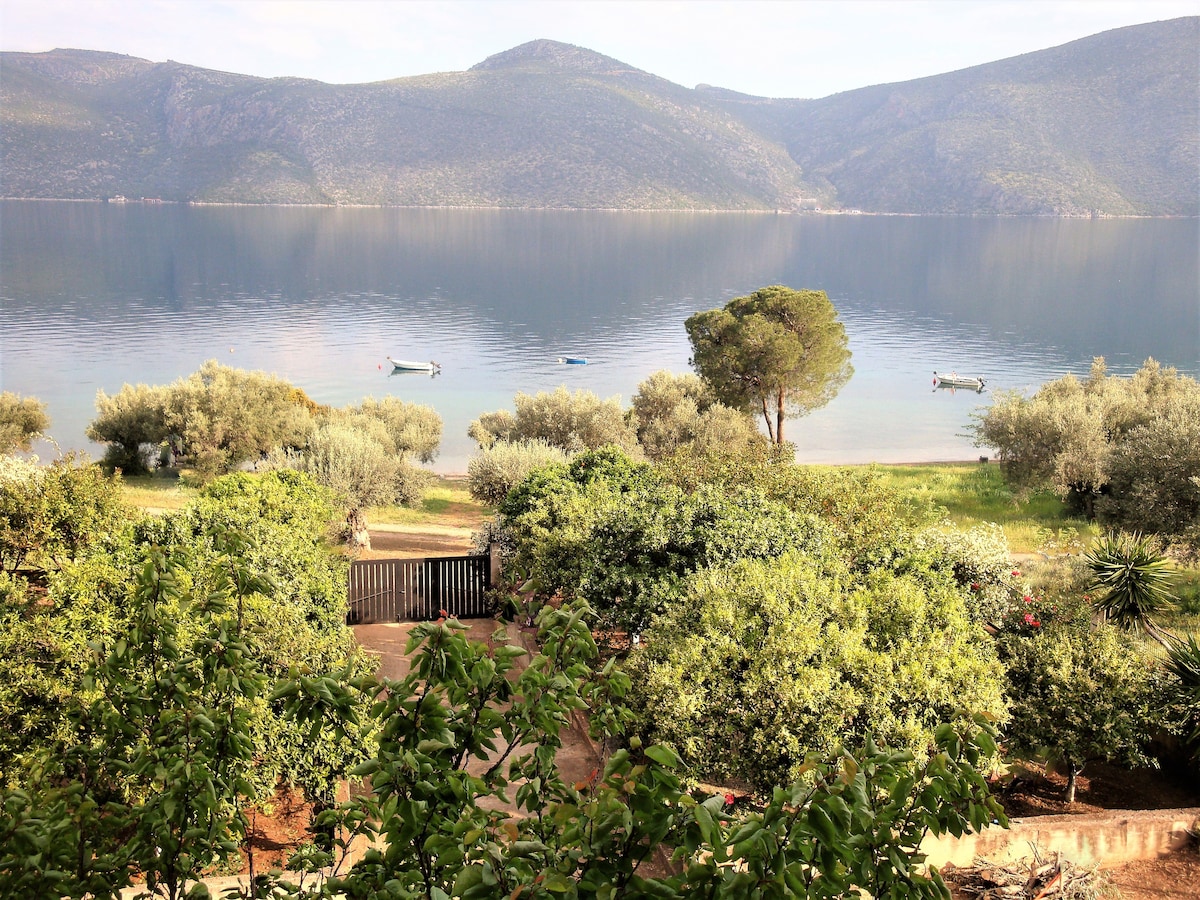 A serene view of the coastline is depicted, featuring olive trees and a calm body of water reflecting the surrounding hills. Small boats can be seen anchored near the shore, enhancing the peaceful ambiance of the landscape.
