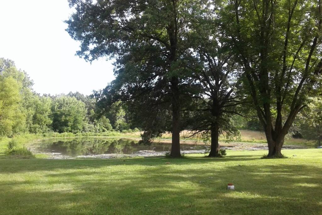 The backyard