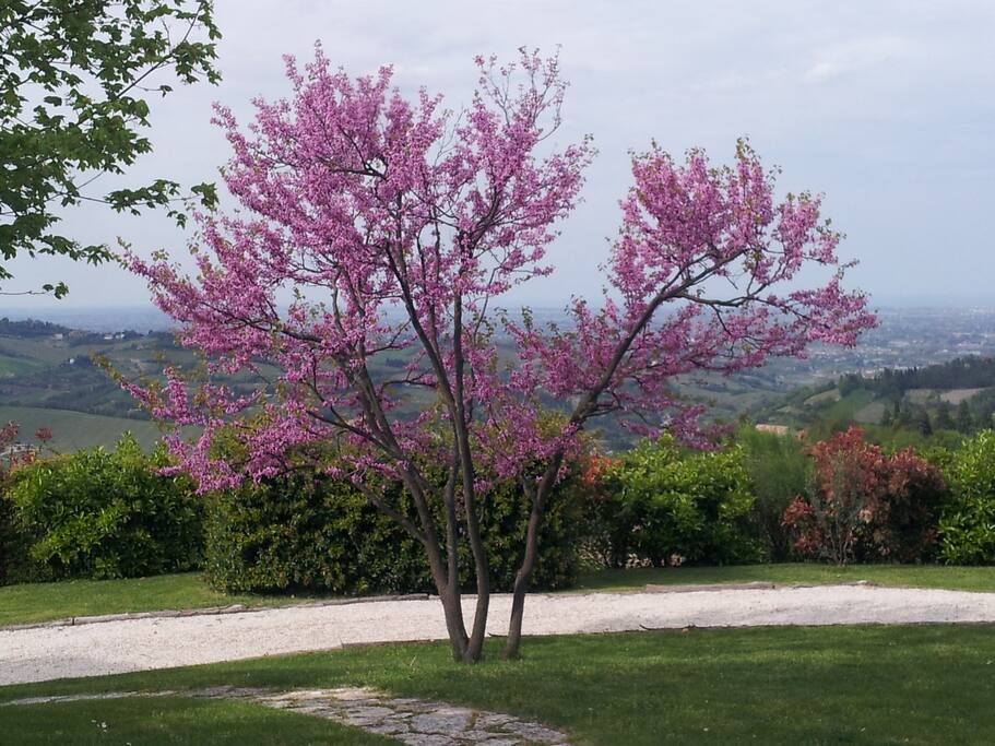 Panorama