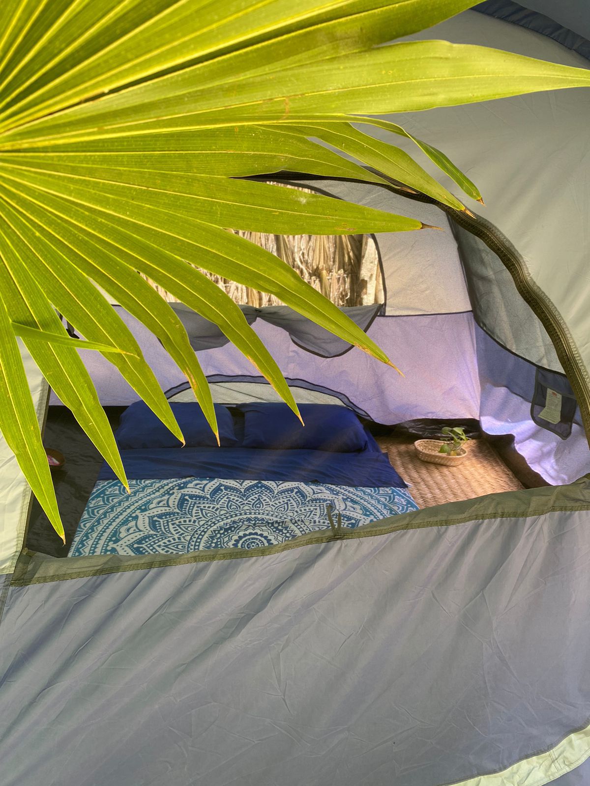 A cozy tent interior is partially visible, featuring a neatly arranged sleeping area with a blue duvet and decorative throw. A small bedside tray holds a plant, and soft light filters through the tent fabric, highlighting the natural foliage framing the entrance.